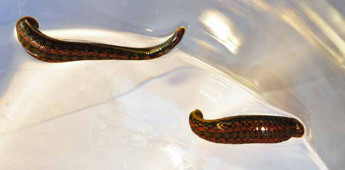 Kompaktkurs Blutegeltherapie