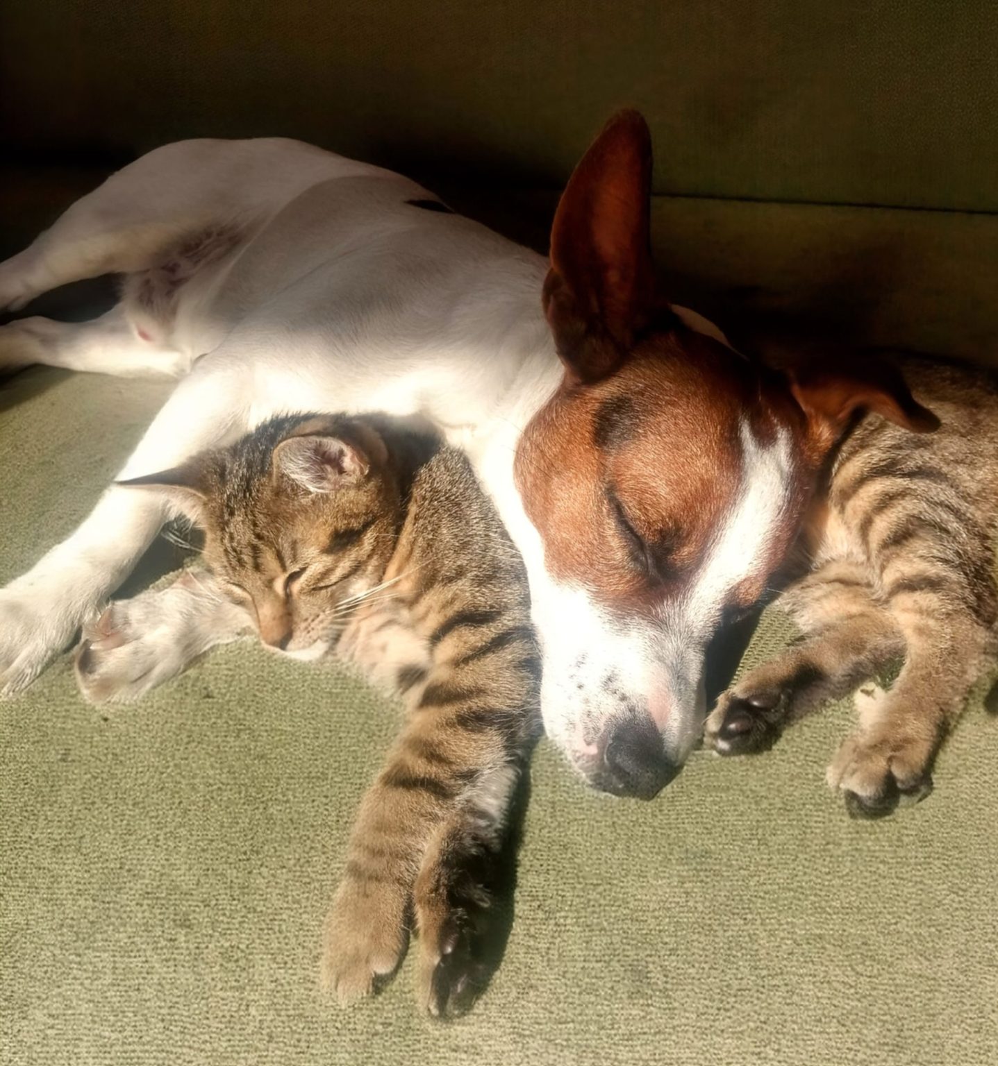 Blutegeltherapie in der Veterinärmedizin